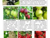 Плодово-ягодные кустарники 1