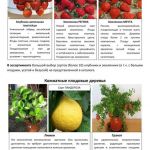 Плодово-ягодные кустарники 2